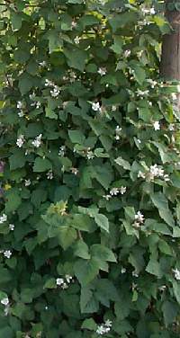 Loganberries are easy to grow, you just need a small start, if you know someone who has one, just lean over a vine and cover it with a little dirt and in a month or two you will have a new plant.